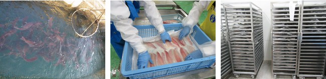 　　　真鯛を引き揚げる様子　　　　　国際的に認められた高衛生環境で加工　　　厳密な温度管理のもと熟成