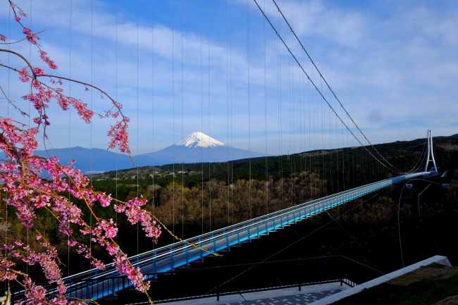 4月上旬、  桜の咲く三島スカイウォーク
