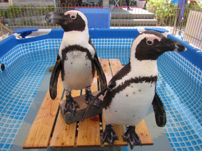 移動水族館のペンギン