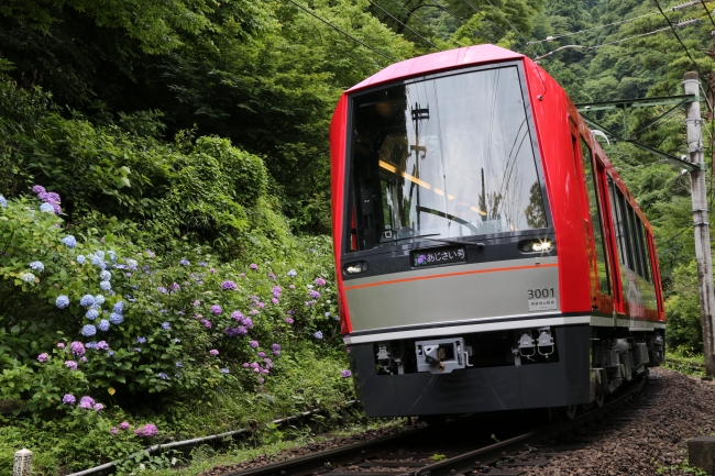 6月中旬から、沿線にアジサイが咲く箱根登山電車。夜間ライトアップも実施