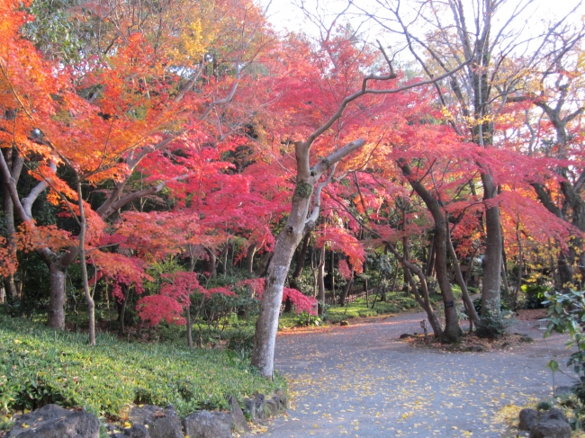 楽寿園の紅葉