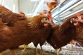 キューピーが鶏卵のグローバルサプライチェーンからケージを撤去することを約束したことをオープン・ウィング・アライアンス(国際的な鶏保護連盟)が称賛