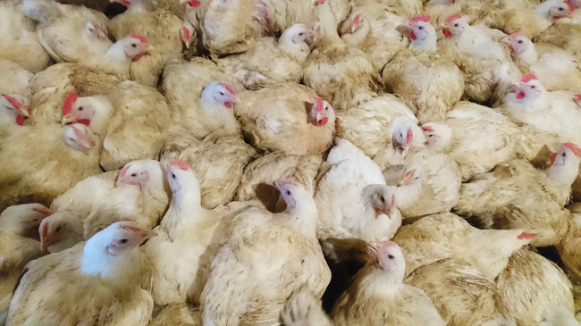 日本で初めて 国産の肉用鶏の生産実態を明らかにした内部調査を公開 Npo法人アニマルライツセンターのプレスリリース
