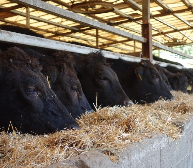 特に餌にこだわり、地元の材料を活用してオリジナルな飼料で肥育しています。