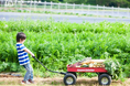 【参加費無料・特典付き】“農ある暮らし”を気軽に体感。貸農園会員(THE FARM MEMBERSHIP)秋の見学会を開催