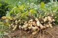 【千葉県への落花生導入150周年】“落花生を掘るために泊まる”秋。大粒品種「おおまさり」収穫確約付き宿泊プランをTHE FARMで販売