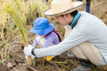 【千葉・香取】親子で土にふれ、鎌で稲を一株ずつ刈る。農園リゾート THE FARMが「稲刈り体験付き宿泊プラン」を9月開催
