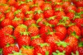 【2月14日ご宿泊限定】農園リゾートTHE FARMから特別なバレンタインデープラン販売中。「星空いちご園」の完熟いちごが15日朝食ビュッフェで食べ放題