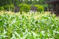 畑で始まる感動の朝。糖度20度の極甘生とうもろこし「ドルチェドリーム」を畑でかじる、夏限定の“朝体験”を農園リゾート THE FARMで開催