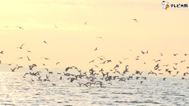 ド迫力のバイトシーン 冬のボートシーバスゲーム テレビ大阪株式会社のプレスリリース ド迫力のバイトシーン 冬のボートシーバスゲーム テレビ大阪株式会社のプレスリリース