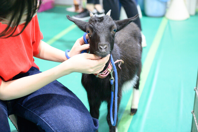 小動物ふれあいコーナー