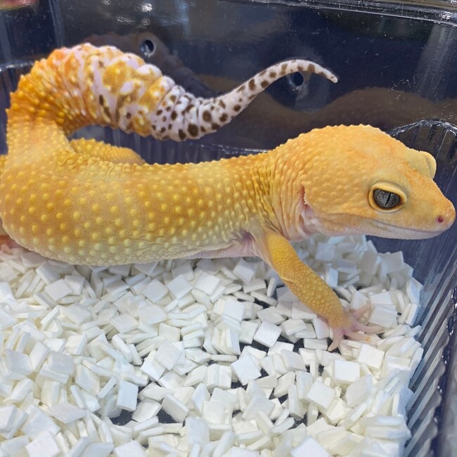 ヒョウモントカゲモドキ ヒョウモントカゲモドキ