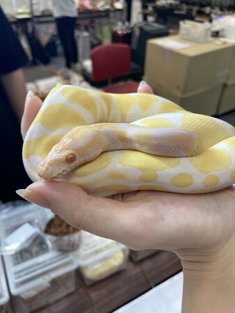 ボールパイソン ボールパイソン