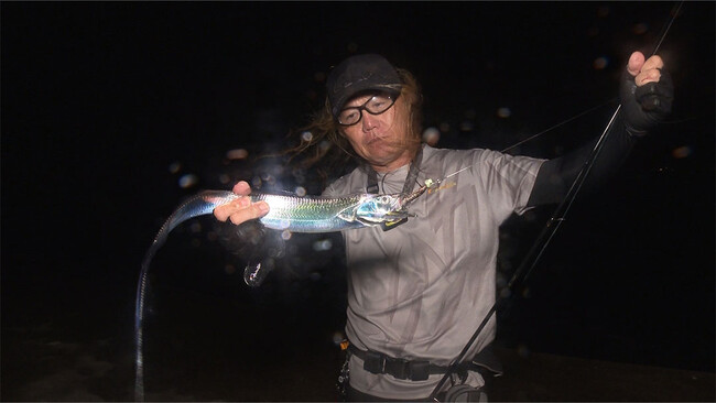 淡路島の堤防でビックリするほどタチウオが釣れる！「大阪湾の