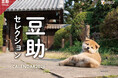 柴犬「豆助セレクションカレンダー2026」9月27日(土)発売を決定!今回は日本の風景+表情の豊かさがテーマ。豆助のかわいい姿を満載でお届け!