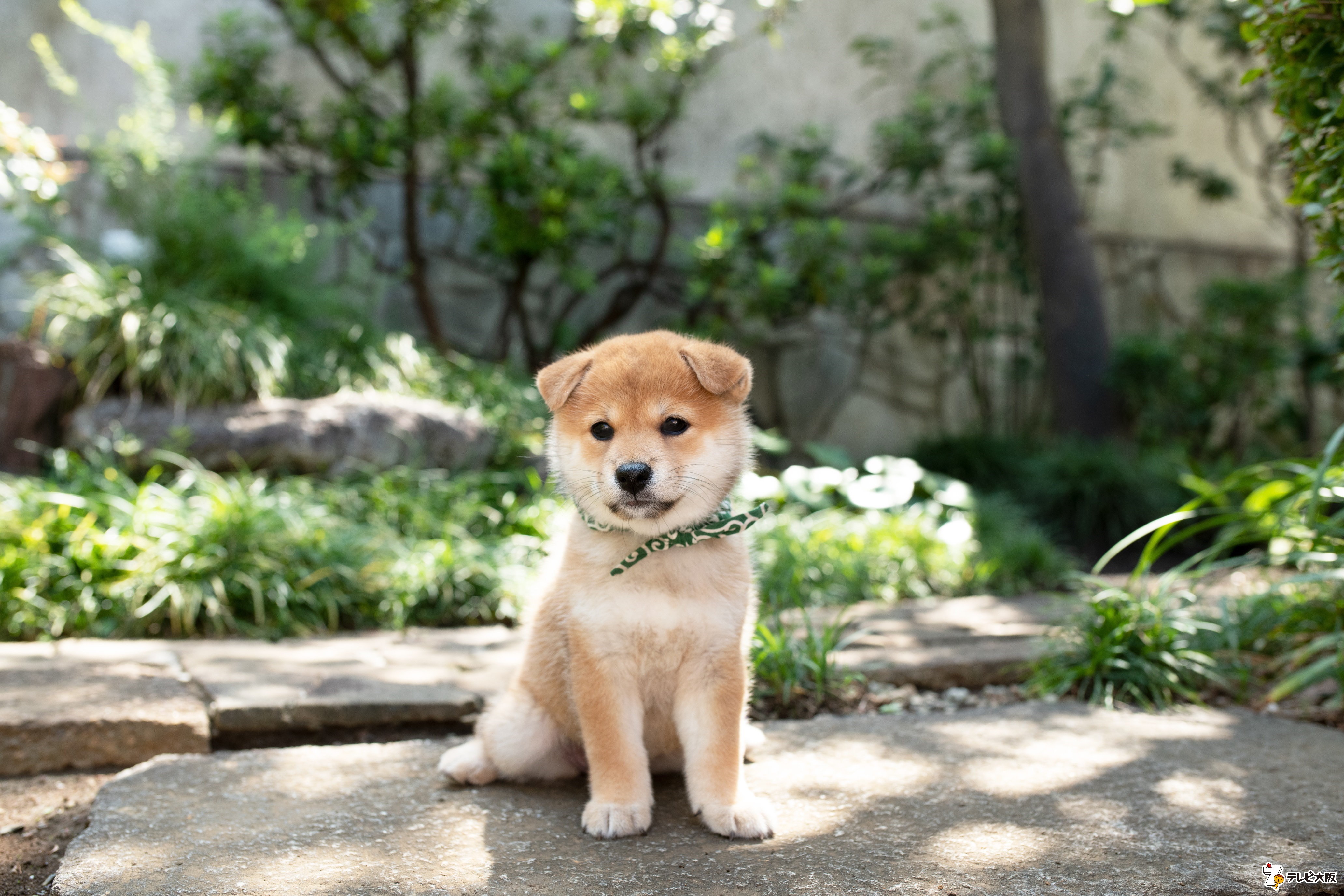 新しい豆助が本日デビュー 二代目 和風総本家 鈴木福くんも思わず かわいい テレビ大阪株式会社のプレスリリース