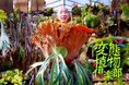 2026年日本民間放送連盟賞　近畿地区審査にて、テレビ大阪「変態植物倶楽部」がテレビ・バラエティ番組部門で１位を獲得！中央審査会へ選出！