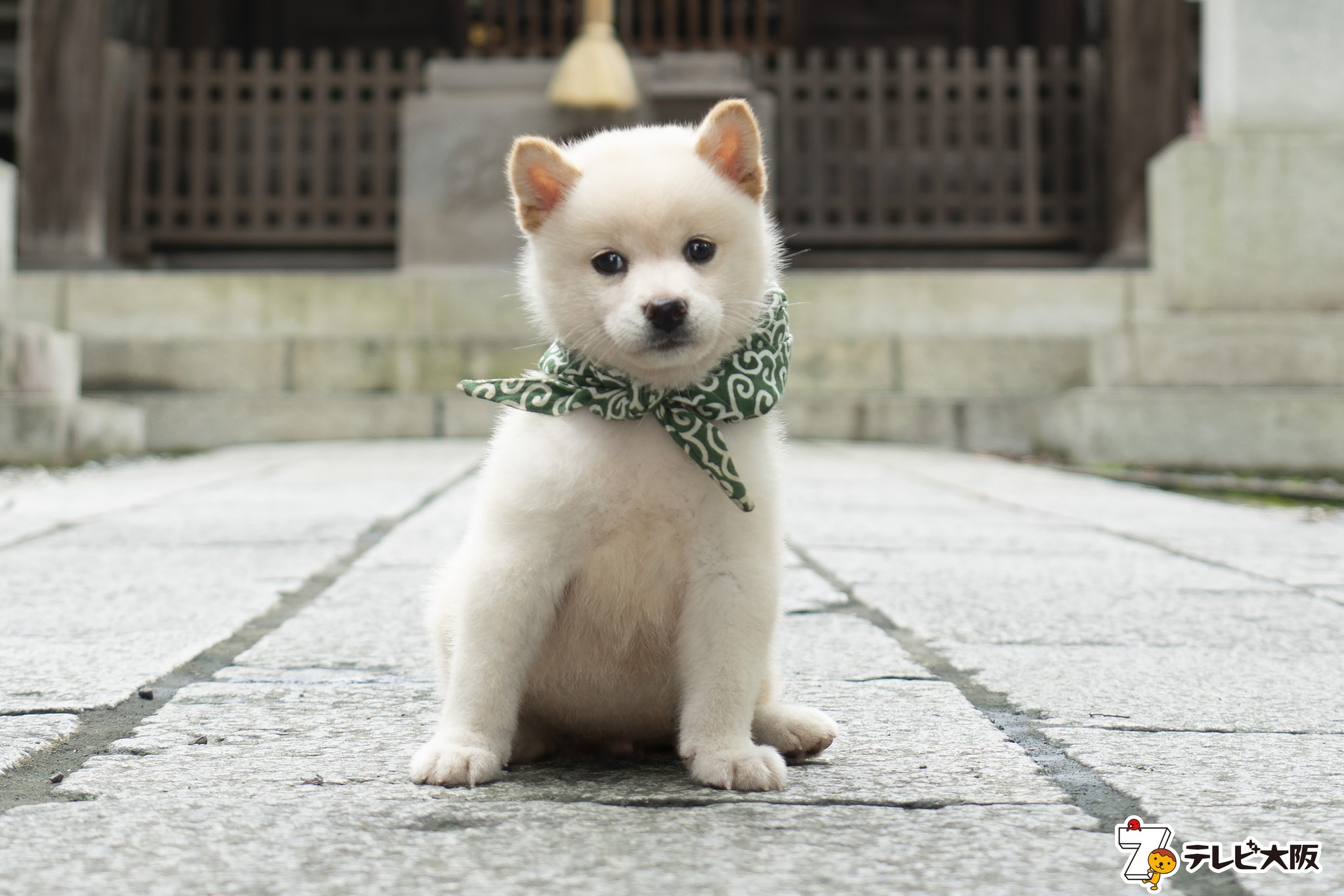 二十三代目 豆助は白柴犬 二代目和風総本家 の新マスコット犬の豆 助は小っちゃな体で元気いっぱいのアスリート犬 １０月１０日から登場 テレビ大阪株式会社のプレスリリース