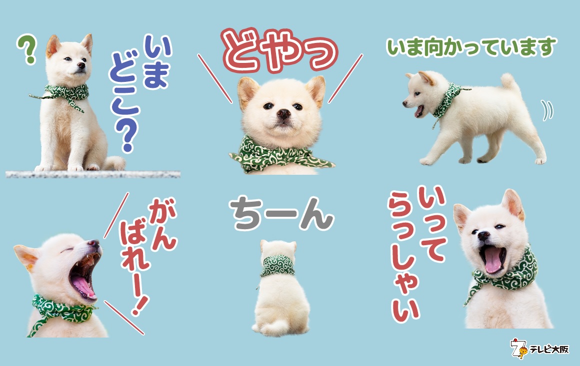 豆助のlineスタンプが出ました 二代目和風総本家のマスコット犬 二十三代目豆助がlineスタンプ に 番組では見られない様々な表情の豆助にご期待ください テレビ大阪株式会社のプレスリリース