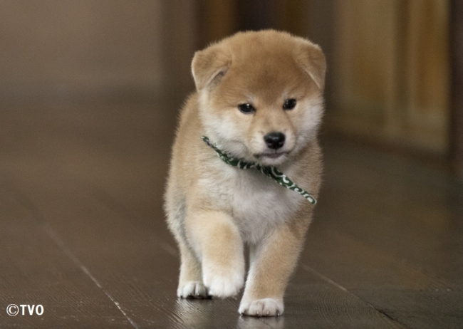 小さな柴犬 豆助がbeauty Of Japanをご紹介 豆助のニッポンっていいな ７月１２日スタート 初回は 加賀友禅 豆助のtwitter もお楽しみに テレビ大阪株式会社のプレスリリース