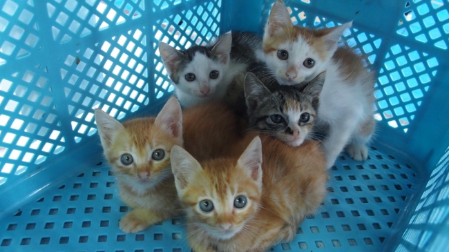 捕獲されたTNR不妊手術前の子猫たち