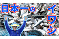 さかなクンも大好きなイワシちゃんの情報満載な「素材市場」YouTubeコラボ動画、6月8日（月）公開