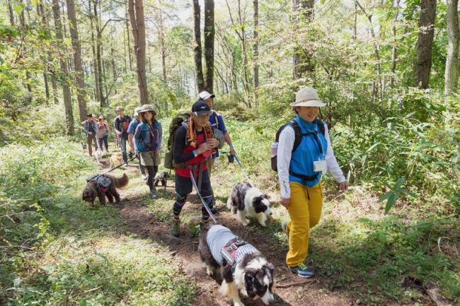 湧水を目指して登山道を愛犬と登るトレッキング