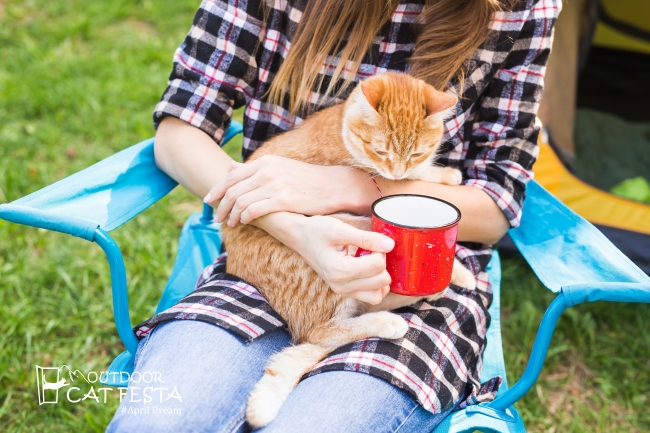 猫は飼い主（人間）と一緒に遊ぶことを好んでいる