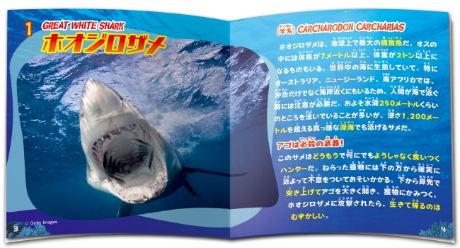 売り切れが続出した Co シリーズの第3弾 シャーク Co 発売決定 今度はビッグなサメ の仲間たち 株式会社デアゴスティーニ ジャパンのプレスリリース