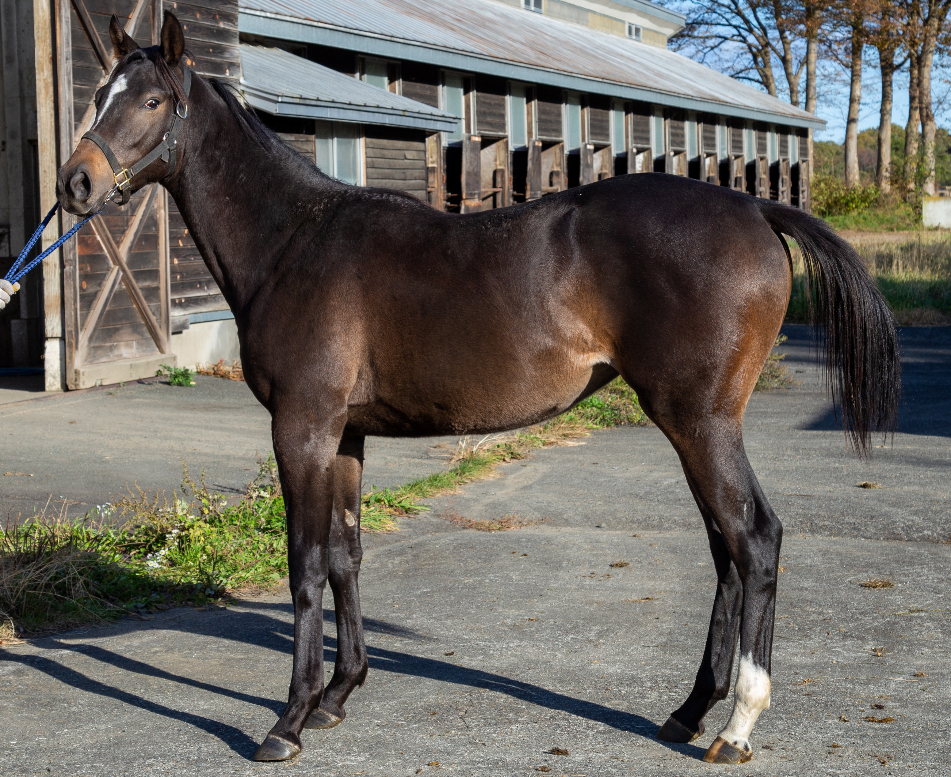 馬名募集 ホテルコンチネンタル府中 申請する馬名が決まりました ホテルコンチネンタル府中のプレスリリース