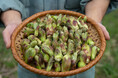 【期間限定・数量限定】天然のタラの芽を味わう贅沢なひととき 直営農場「東北牧場」より、旬の恵みをお届けする特別コース