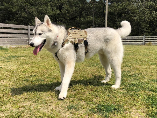 どんな毛色にも合わせやすいマルチカム