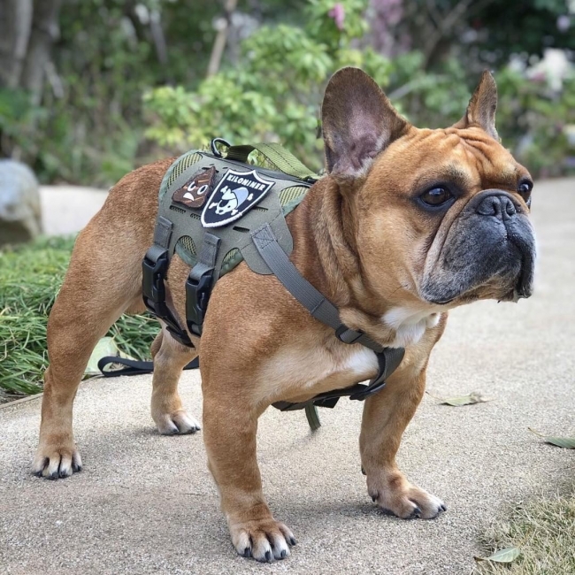 M4ベストに「Pirate Dog」と「Stinky Poop」パッチを装着