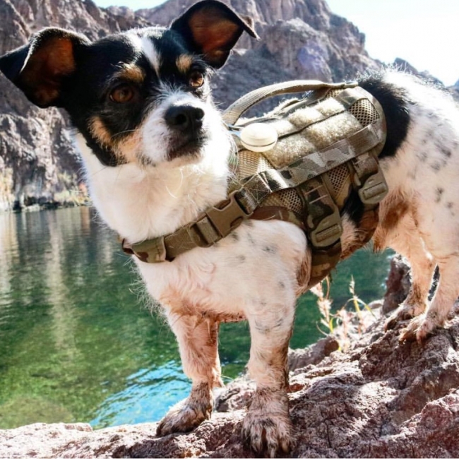 Compact K9 Tactical MOLLE Dog Vest Multicam