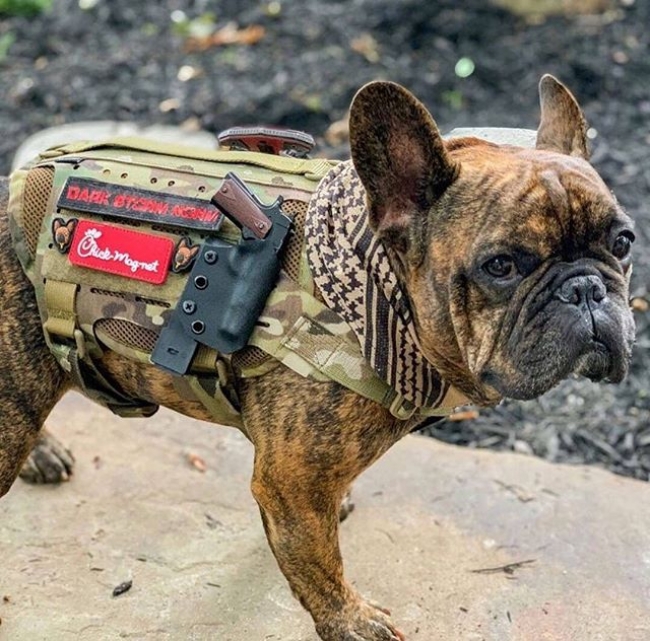 最高にクールな着こなしの犬隊員（M4 Tactical MOLLE Vest Laser Cut、Multicam、Mサイズ）