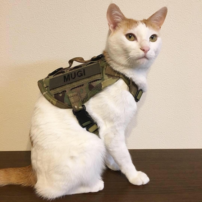 愛猫の名前を入れて（M4 Tactical MOLLE Dog Vest XXS、Name Tape 11cm）