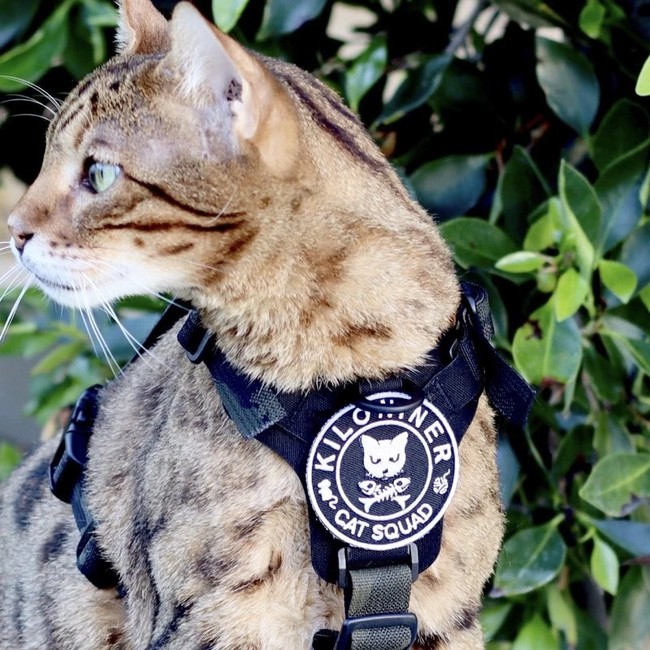「Kiloniner Cat Squad Patch」を装着した猫隊員