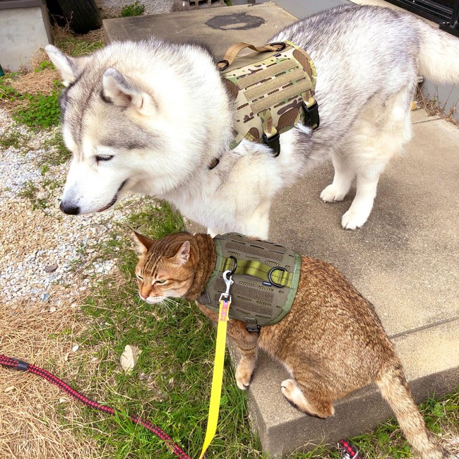 猫隊員と仲良し！シベリアンハスキーの犬隊員はM4 Tactical MOLLE Vest Laser Cut（Multicam、Mサイズ）着用