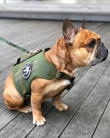 「M1 Tactical Dog Harness Mesh Body」ハーネスに、「Pirates Dawg」のパッチを装着