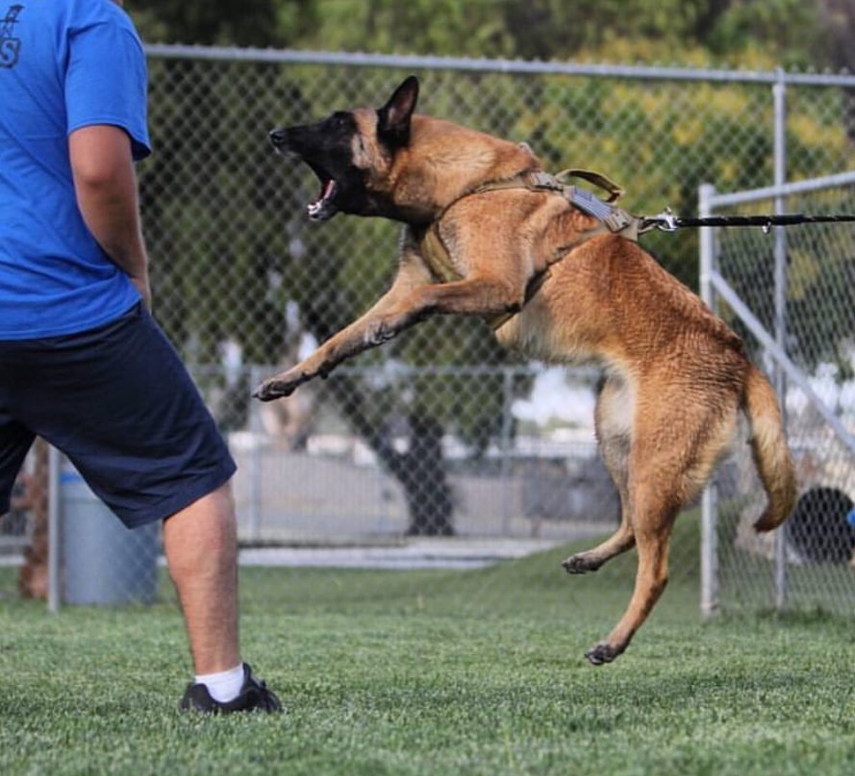 活動的な大型犬のためのハーネス誕生！米国LA発・ペットアパレル