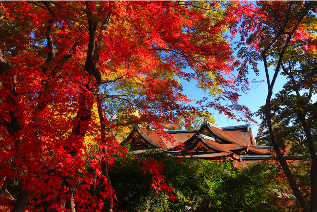 京都　北野天満宮の紅葉