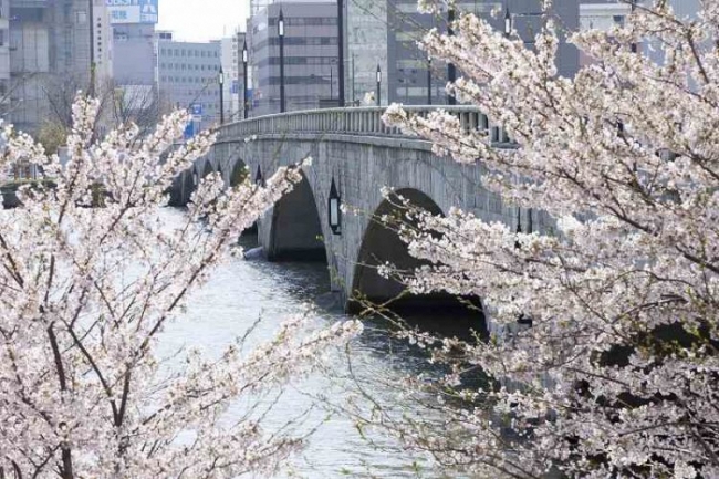 萬代橋と桜