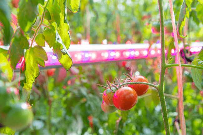 シグニファイジャパン 植物育成用led照明 フィリップス グリーンパワーled インターライティング をハウス園芸に本格導入 農業とitの未来メディア Smart Agri スマートアグリ