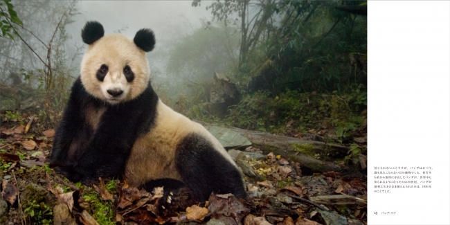 可愛いだけじゃない 野生動物としてのパンダに迫る写真集 Panda Love 知られざるパンダの世界 発売 株式会社産業編集センターのプレスリリース