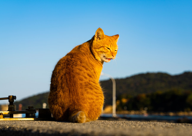 岡山で出会った猫