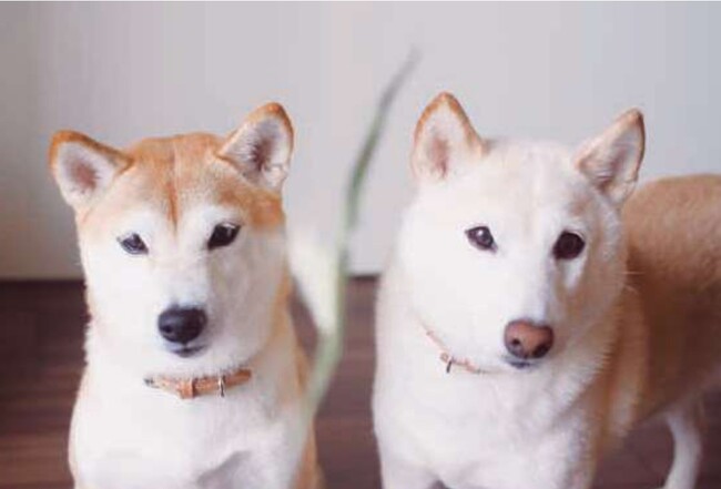 二匹のおばあちゃん犬・さくらとぽてこ(書籍より引用) 二匹のおばあちゃん犬・さくらとぽてこ(書籍より引用)