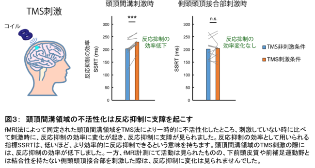 図３：　頭頂間溝領域の不活性化は反応抑制に支障を起こす