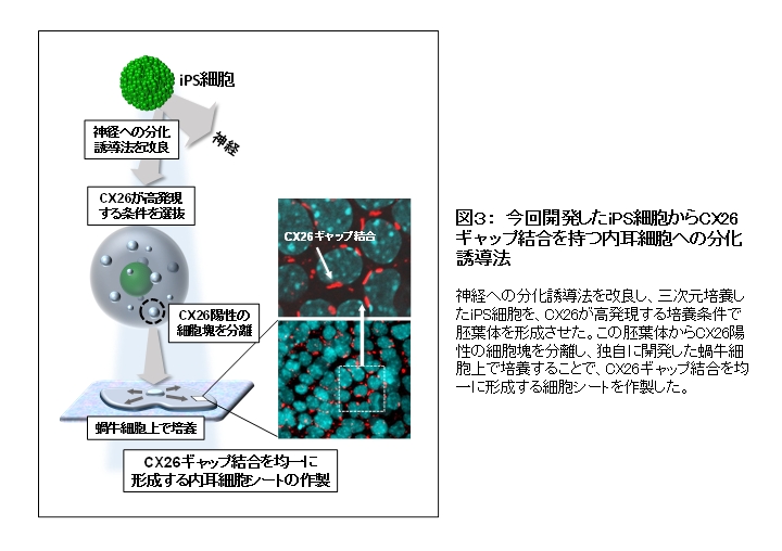 Ips細胞から遺伝性難聴の原因となる内耳ギャップ結合形成細胞を作製 学校法人 順天堂のプレスリリース