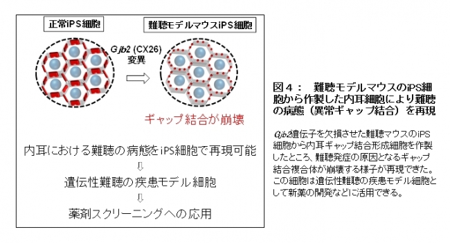 【図４】難聴モデルマウスのiPS細胞から作製した内耳細胞により難聴の病態（異常ギャップ結合）を再現