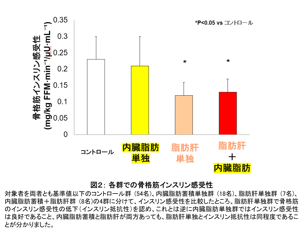 非肥満者では内臓脂肪の蓄積よりも脂肪肝が筋肉の代謝障害と強く関連する｜学校法人 順天堂のプレスリリース